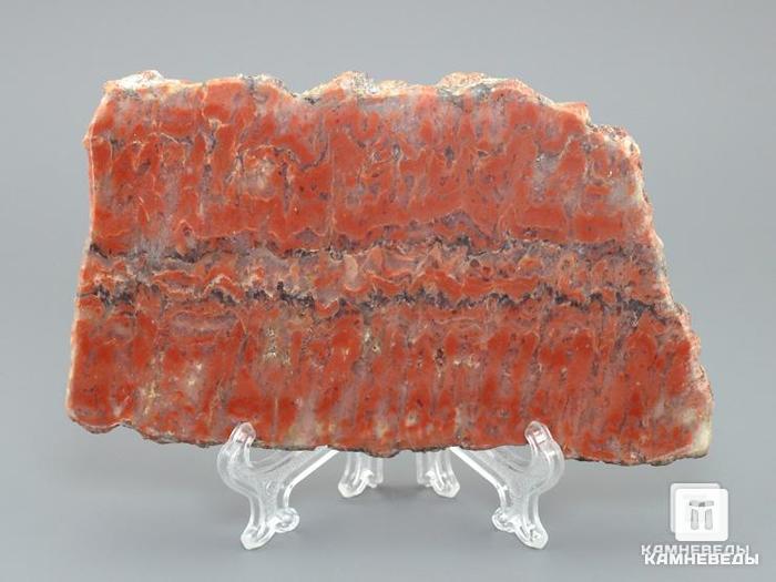 Строматолиты Segosia impexa из Сегозера, Карелия, 11-13 см, 11-65/19, фото 3