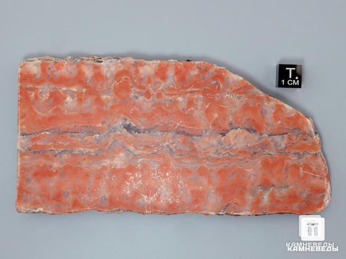 Строматолиты Segosia impexa из Сегозера, Карелия, 11-13 см, 11-65/19, фото 4