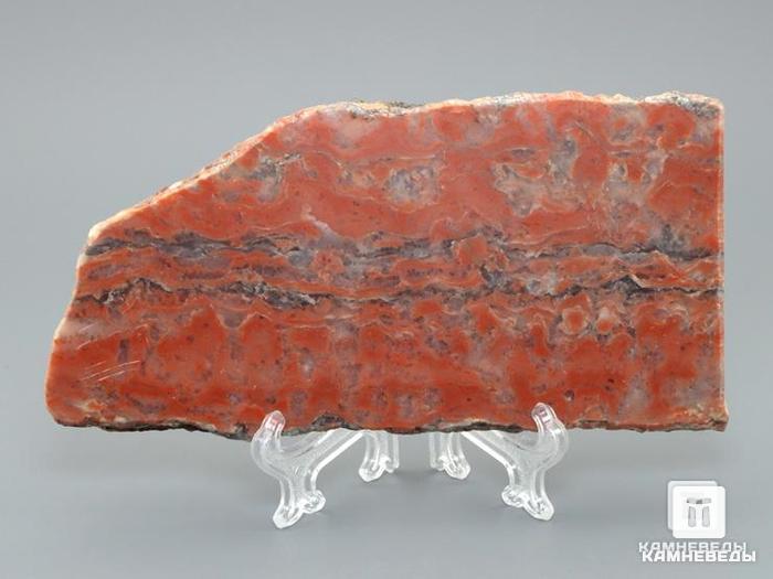 Строматолиты Segosia impexa из Сегозера, Карелия, 11-13 см, 11-65/19, фото 1