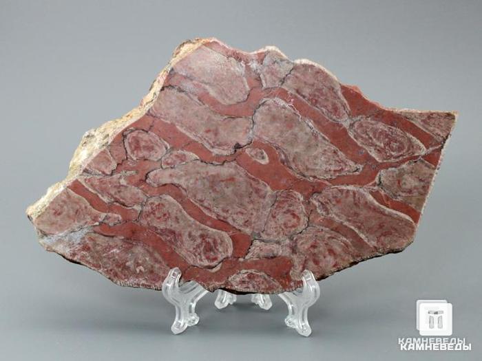 Строматолиты Parallelophyton raigubicum из Сундозера, Карелия, 13х9,5х1,4 см, 11-65/22, фото 1