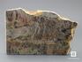 Строматолиты Inzeria tjomusi с реки Инзер, Башкортостан, 13х8,7х1,2 см, 11-65/29, фото 1