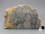 Строматолиты Inzeria tjomusi с реки Инзер, Башкортостан, 15,5х9,2х1,4 см, 11-65/31, фото 2