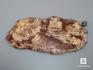 Строматолиты Inzeria tjomusi с реки Инзер, Башкортостан, 21х9,5х1,3 см, 11-65/32, фото 2