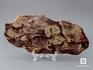 Строматолиты Inzeria tjomusi с реки Инзер, Башкортостан, 21х9,5х1,3 см, 11-65/32, фото 1