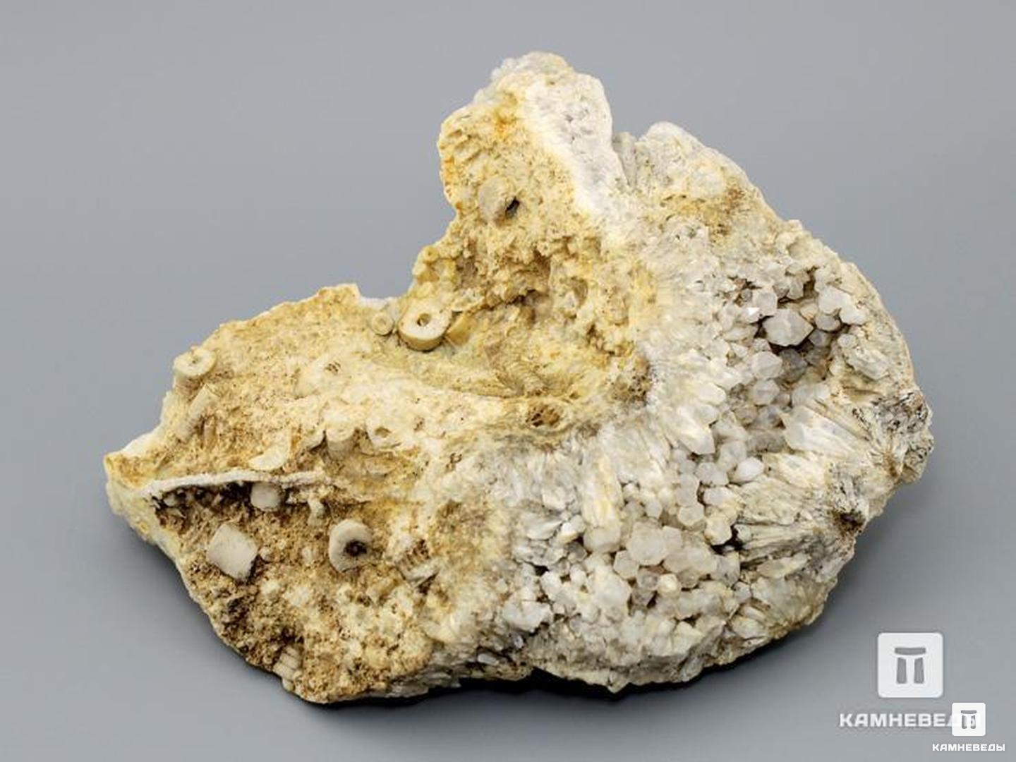 Стебли морских лилий (лат. Crinoidea) в породе с друзой горного хрусталя (кварца), 17х15х7 см, 8-49/19, фото 1