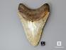 Зуб акулы Carcharocles megalodon, 9х7,5х2 см, 8-22/17, фото 2