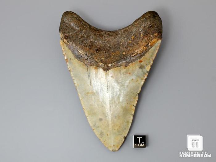 Зуб акулы Carcharocles megalodon, 9х7,5х2 см, 8-22/17, фото 2