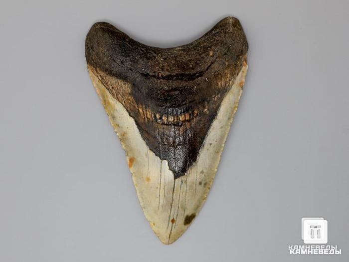 Зуб акулы Carcharocles megalodon, 9х7,5х2 см, 8-22/17, фото 3