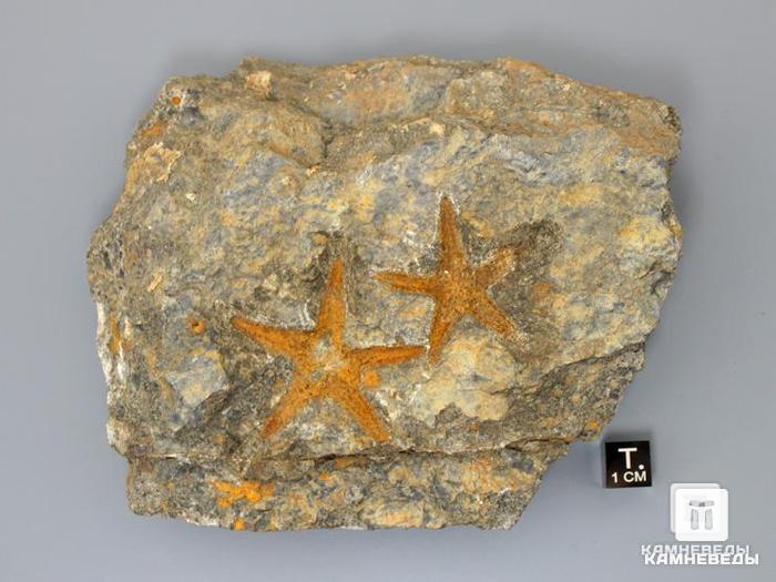 Морская звезда Petraster sp., 12,4х10,3х3 см, 8-34/2, фото 2