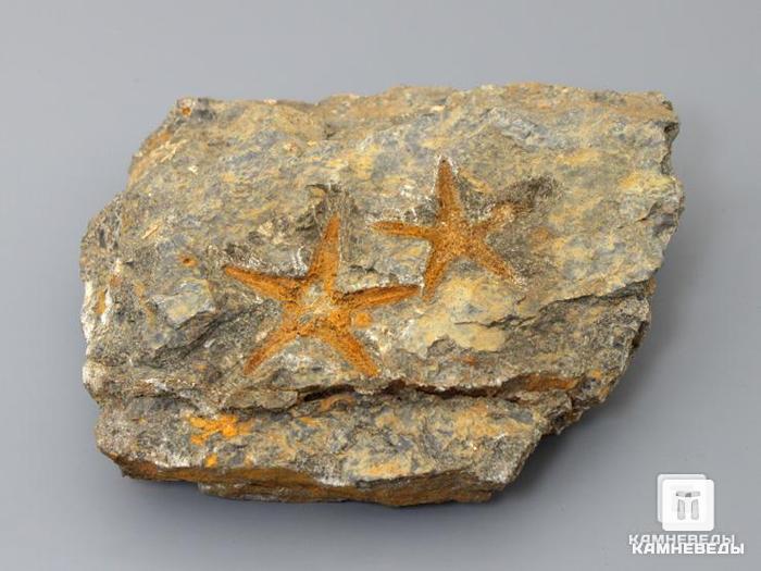 Морская звезда Petraster sp., 12,4х10,3х3 см, 8-34/2, фото 1