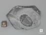 Трилобит Elrathia kingii на породе, 7х4,6х1 см, 8-17/12, фото 2