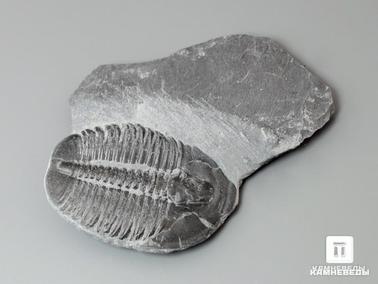 Трилобиты. Трилобит Elrathia kingii с породой, 4,7х4х0,5 см