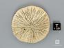 Коралл Cunnolites intumescens, 5,3х5х1,7 см, 8-39/3, фото 2