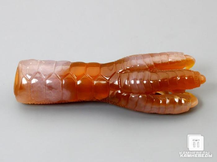 Лапа дракона из сердолика, 6,6х2,1х1,8 см, 23-218, фото 1