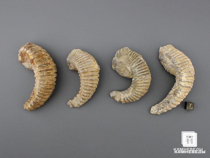 Двустворчатый моллюск Rastellum sp. (устрица), 7-10 см, 8-74, фото 3