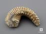 Двустворчатый моллюск Rastellum sp. (устрица), 7-10 см, 8-74, фото 1