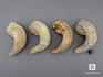 Двустворчатый моллюск Rastellum sp. (устрица), 8,5х4 см, 8-74/1, фото 3