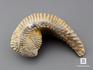 Двустворчатый моллюск Rastellum sp. (устрица), 8,5х4 см, 8-74/1, фото 1