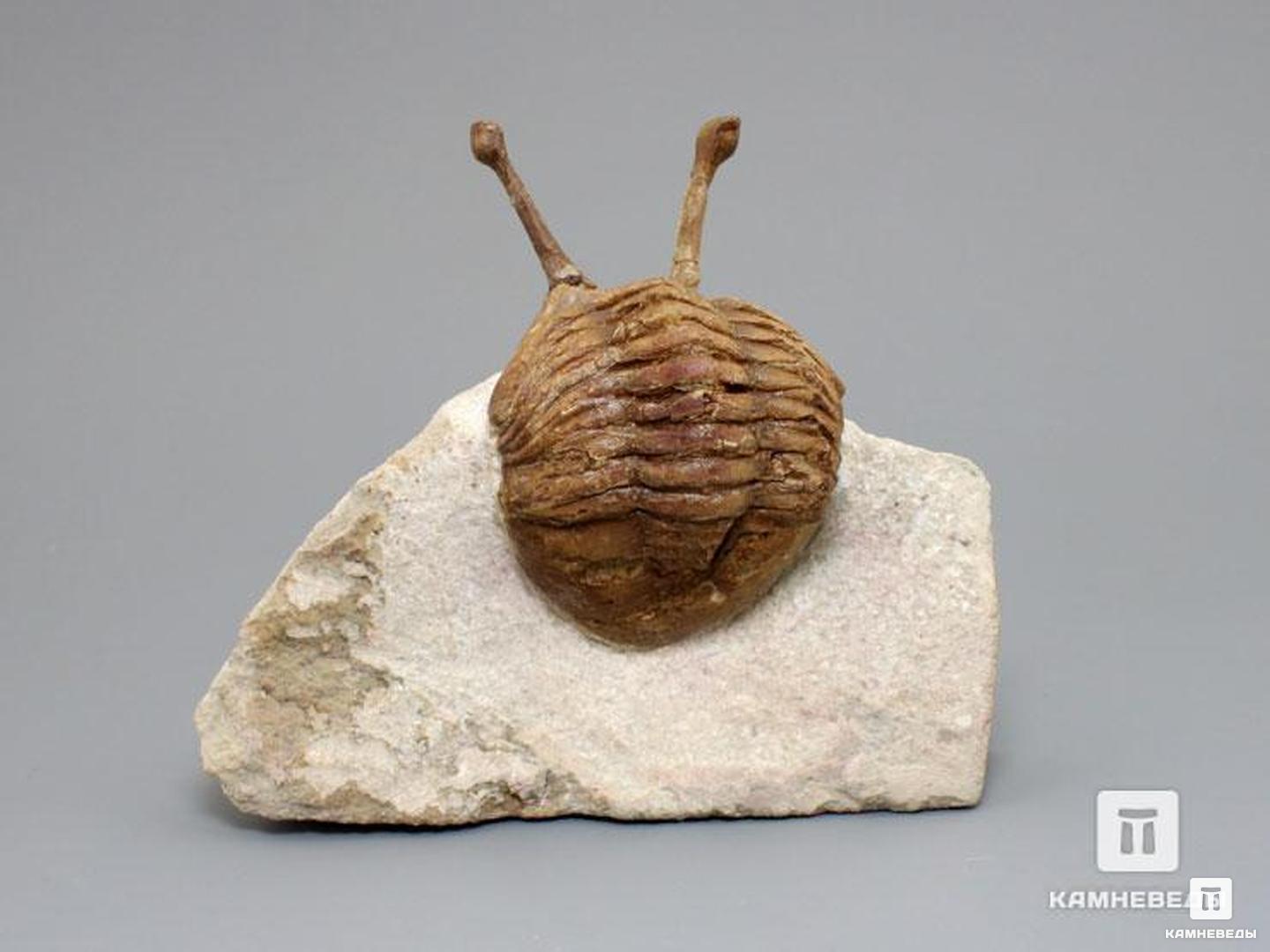 Трилобит Asaphus kowalewskii на породе, 9,8х8,3х3,8 см, 8-20/33, фото 1