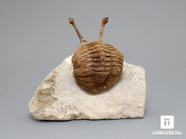 Трилобиты. Трилобит Asaphus kowalewskii на породе, 9,8х8,3х3,8 см