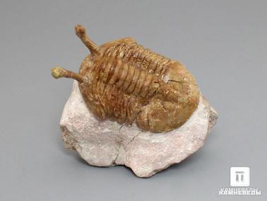 Трилобиты. Трилобит Asaphus kowalewskii на породе, 6,2х4,8х1,8 см