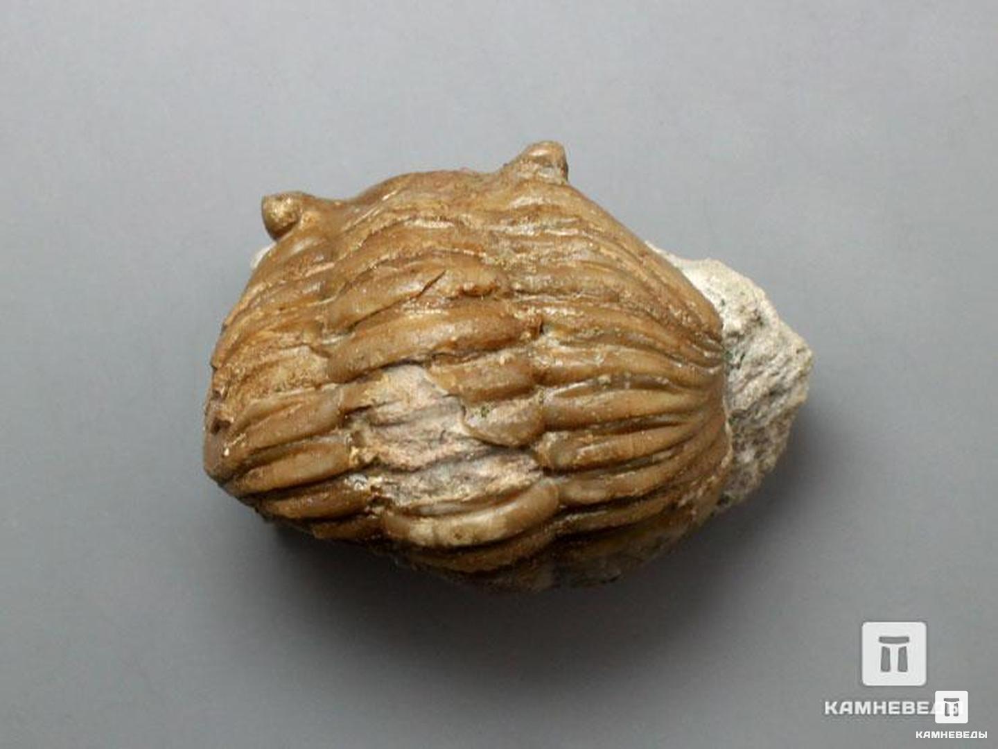 Трилобит Asaphus lepidurus на породе, 4,5х3,5х3 см, 8-20/35, фото 2