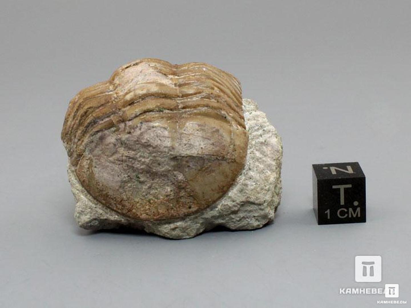 Трилобит Asaphus lepidurus на породе, 4,5х3,5х3 см, 8-20/35, фото 3