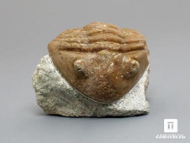 Трилобиты. Трилобит Asaphus lepidurus на породе, 4,5х3,5х3 см