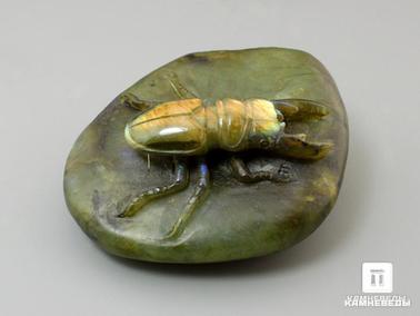 Лабрадор. Жук олень из лабрадора, 7,5х6,2х3,5 см