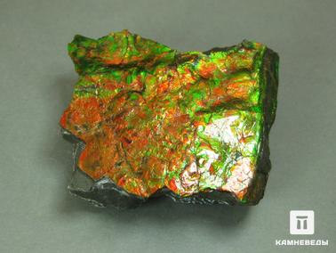 Аммолит. Аммолит, 5,7х5х2,3 см