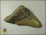 Зуб акулы Carcharodon megalodon, 8-22/3, фото 4