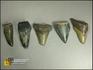 Зуб акулы Carcharodon megalodon, 8-22/3, фото 1