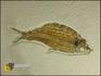 Рыба Knightia alta, 8-41/2, фото 2