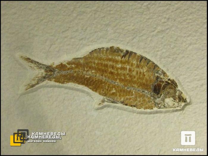 Рыба Knightia alta, 8-41/2, фото 2