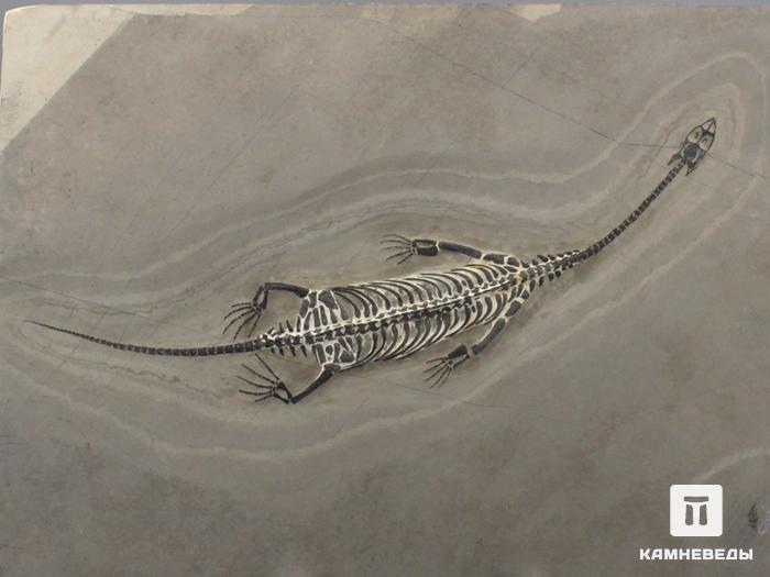 Скелет кейхозавра (Keichousaur hui), размер 31,5х22х0,9 см, 8-24/4, фото 2