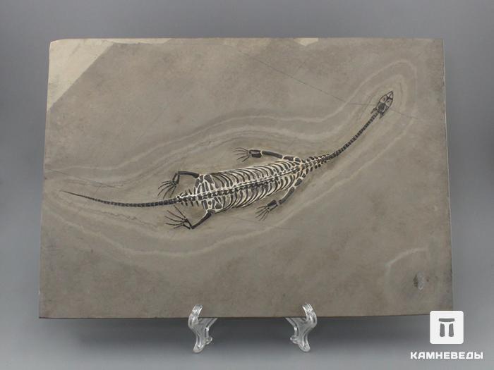 Скелет кейхозавра (Keichousaur hui), размер 31,5х22х0,9 см, 8-24/4, фото 1