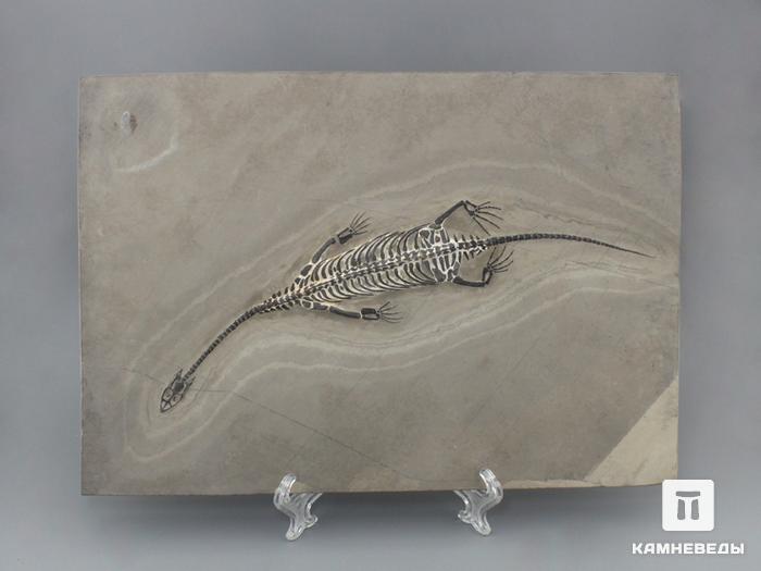 Скелет кейхозавра (Keichousaur hui), размер 31,5х22х0,9 см, 8-24/4, фото 3