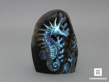 Лабрадор. Морской конёк из лабрадора