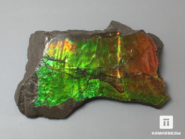 Аммолит. Аммолит, 8х4,6х1,2 см