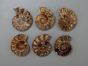 Аммонит Cleoniceras sp., полированный срез 5-5,5 см