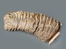 Зуб мамонта, 20х12х7,3 см, 8-68/2, фото 3