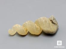Ядро гастроподы Turritella sp., 2-3 см