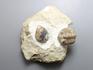Трилобит Pterygometopus sclerops с брахиоподой Lingula на породе, 7,3х6,6х3,4 см, 8-20/41, фото 2