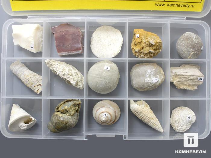 Коллекция палеонтологическая (15 образцов, состав №4), 102-6/3, фото 2