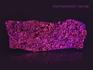 Науяит с содалитом, светящийся в ультрафиолете 21х8,3х1,4 см, 11-121, фото 2