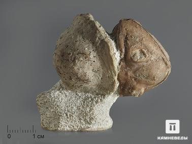 Трилобиты, Мшанки. Трилобит Asaphus sp. и мшанка на породе, 5,4х4,5х2,8 см