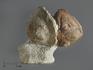 Трилобит Asaphus sp. и мшанка на породе, 5,4х4,5х2,8 см, 8-20/44, фото 1