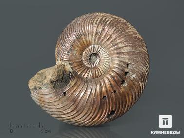 Аммонит. Аммонит Quenstedtoceras sp., 4,2х3,5х1,2 см