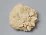 Глендонит (беломорская рогулька), 5х4,2х3,5 см, 10-259/12, фото 1