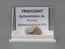 Трилобит Cyrtometopus sp., 1,6х1,6х1,2 см, 8-20/13, фото 4